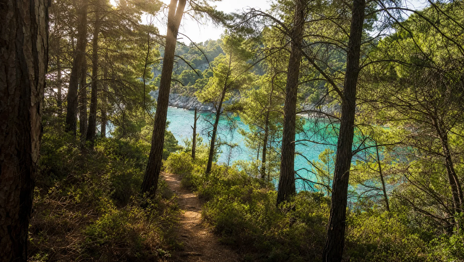 Sandy path through pine forest towards the sea